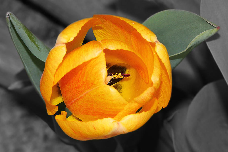 Yellow Tulip With Black Center Photograph by Tracie Schiebel
