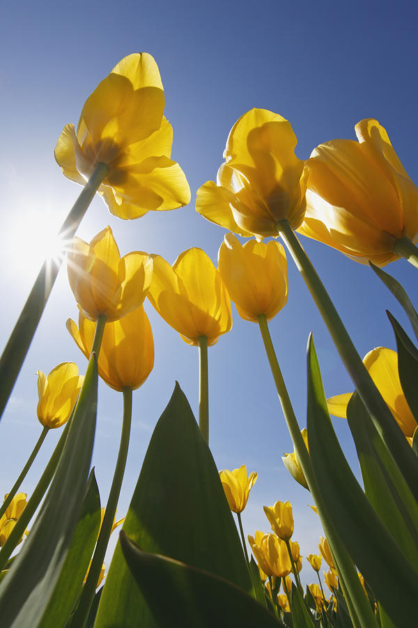 Spring Photograph - Yellow Tulips Against A Blue Sky At by Craig Tuttle