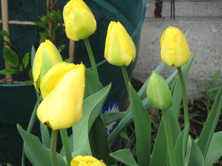 Tulip Photograph - Yellow Tulips by Amy Bradley