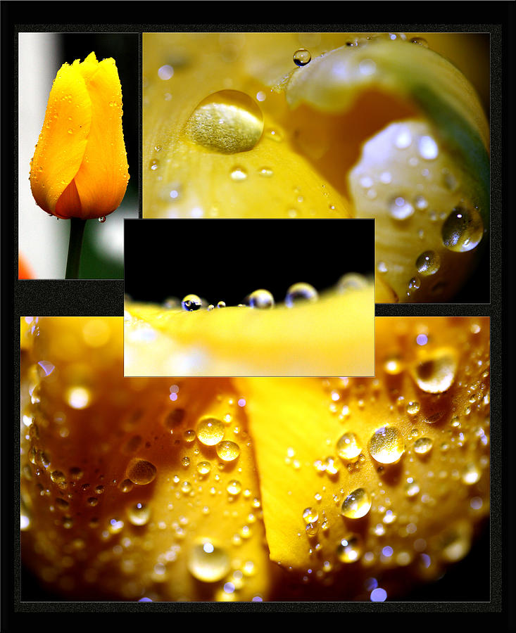 Yellow Tulips And Rain Photograph by Marie Jamieson