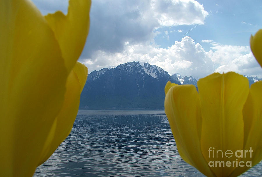 Yellow Tulips Photograph by Milena Boeva