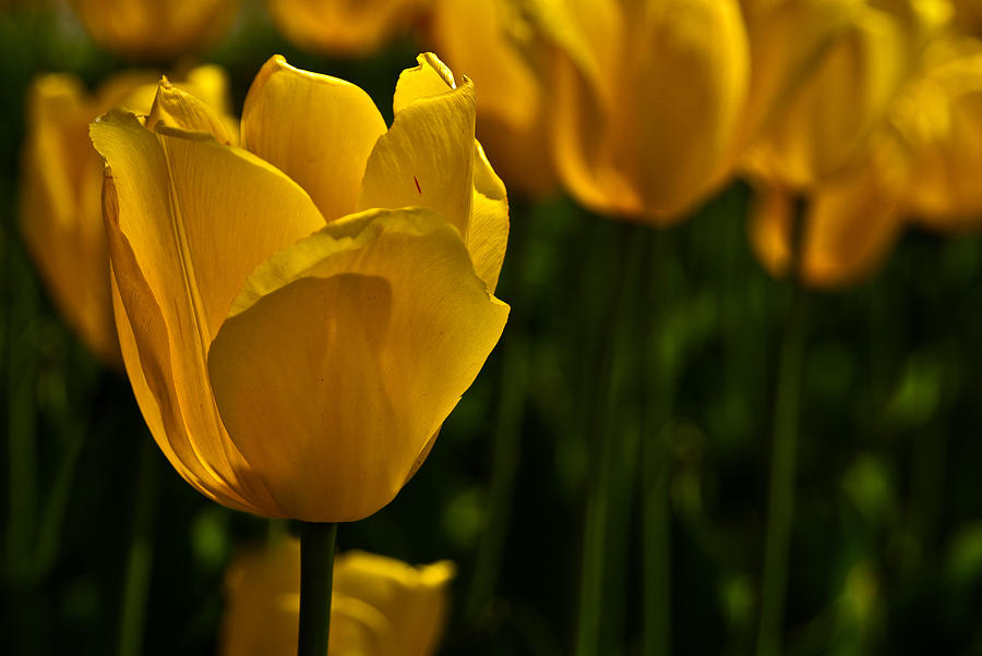 Yellow Tulips Photograph by Onyonet Photo studios