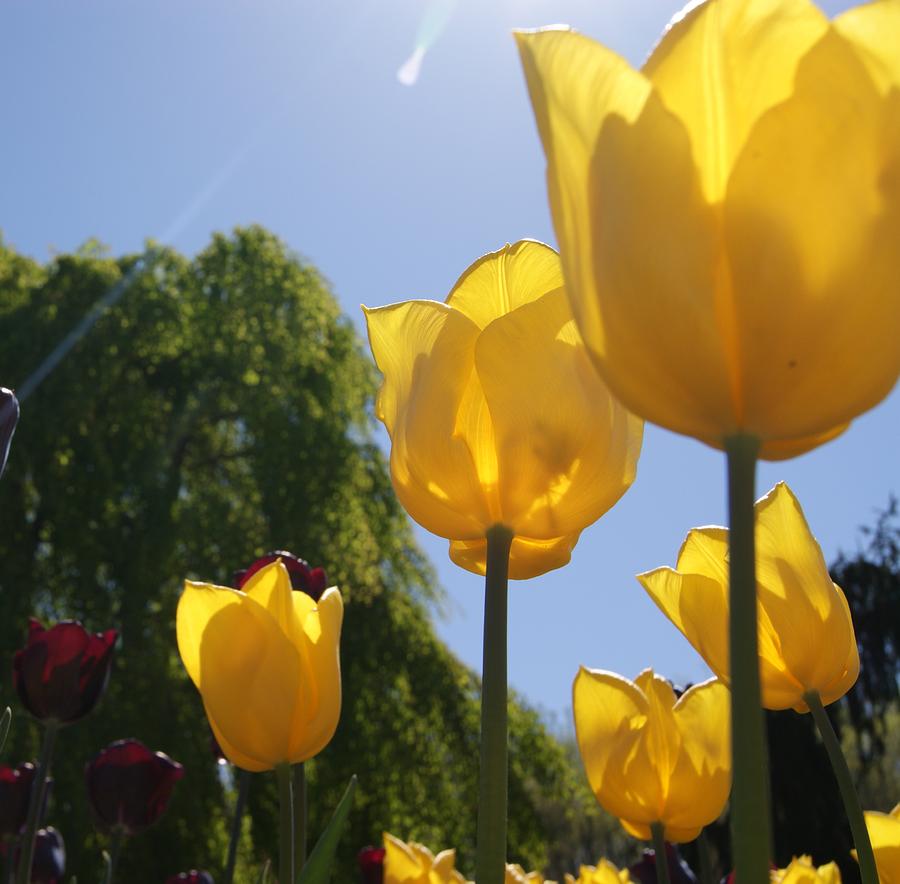 Flower Photograph - Yellow Tulips by Tina McKay-Brown