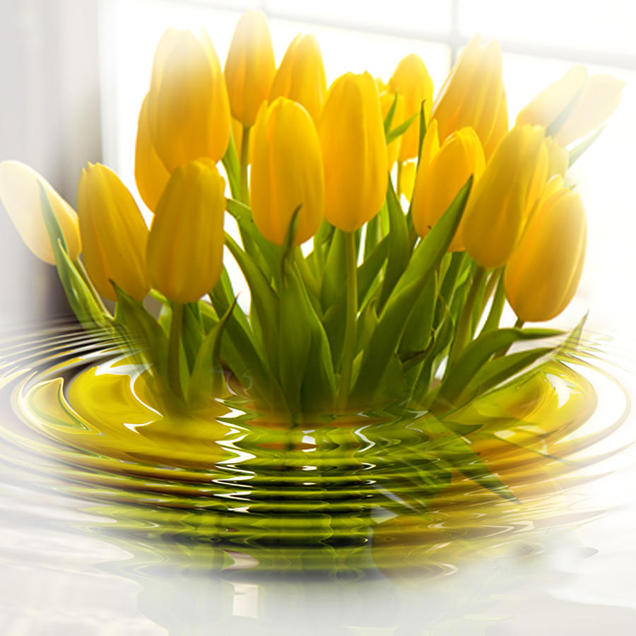 Yellow Tulips Photograph by Trudy Wilkerson
