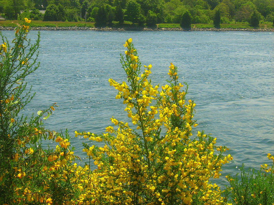 Yellow Upon The Canal Photograph by Bruce Carpenter