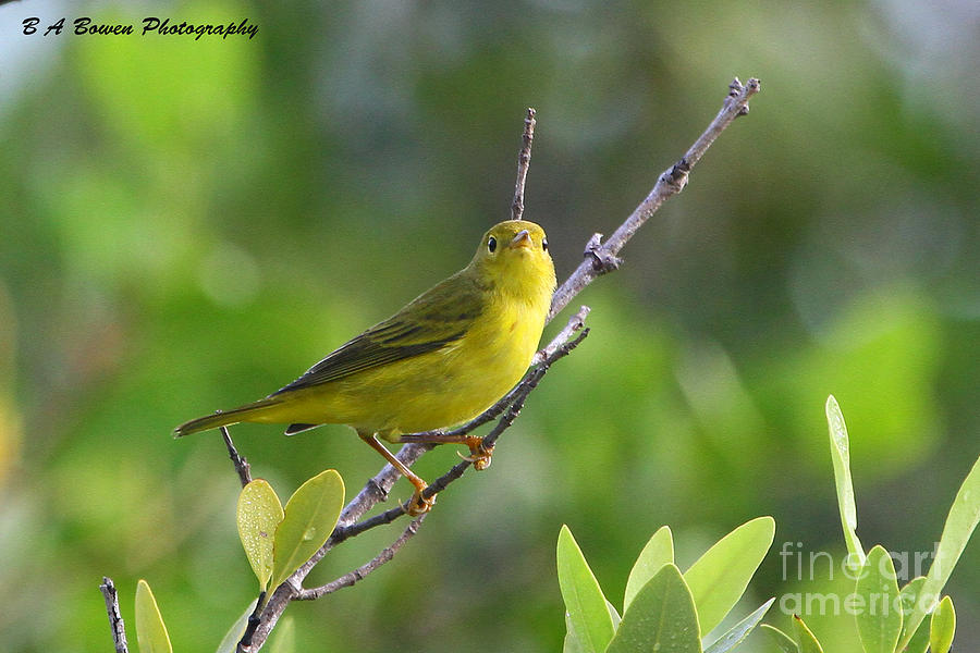 Yellow Warbler Photograph by Barbara Bowen