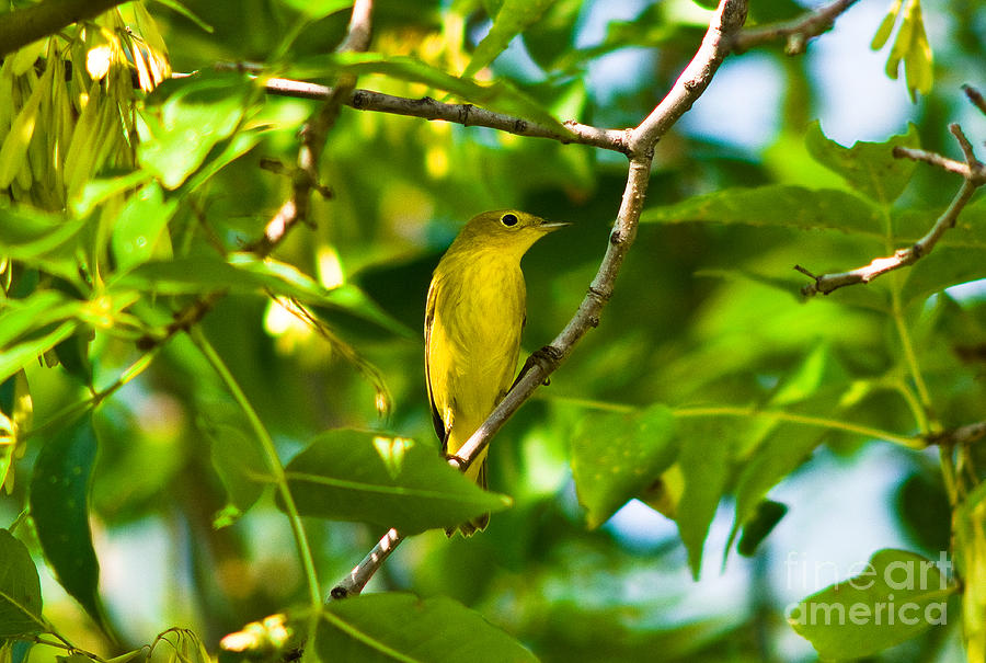 Wildlife Photograph - Yellow Warbler Bird by Terry Elniski