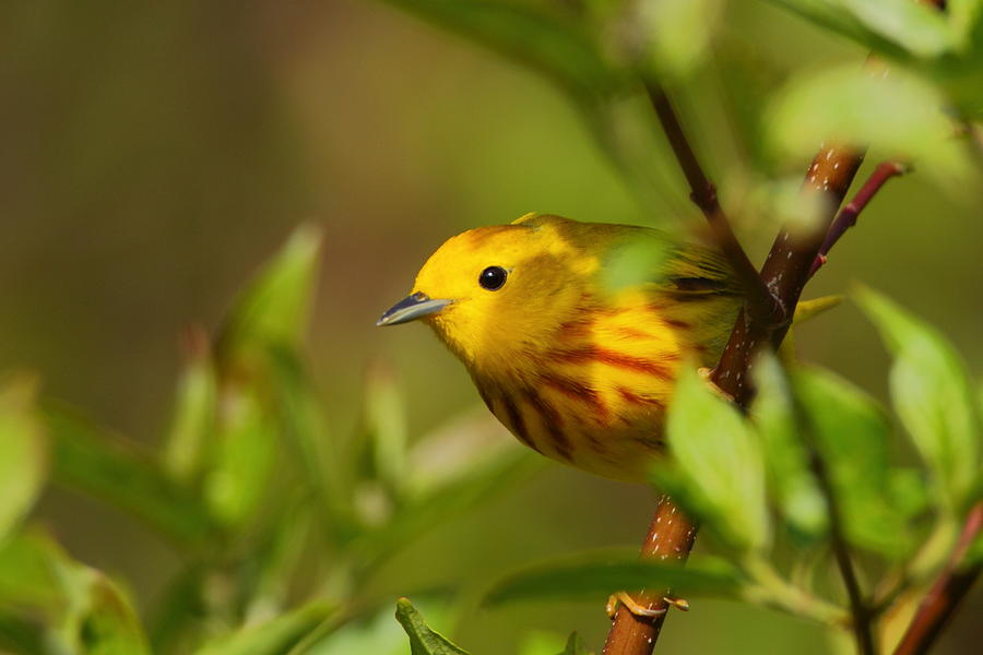Yellow Warbler Photograph by Bruce J Robinson