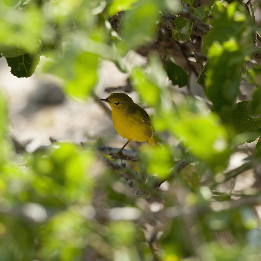 Yellow Warbler Dendroica Petechia Photograph by Keith Levit