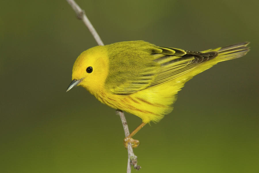 Yellow Warbler Dendroica Petechia Male Photograph by Tom Vezo