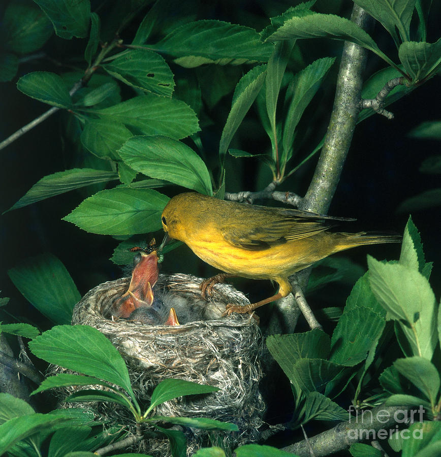 Warbler Photograph - Yellow Warbler Feeding Nestlings by Photo Researchers