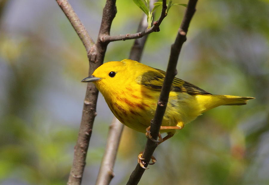 Yellow Warbler II Photograph by Bruce J Robinson