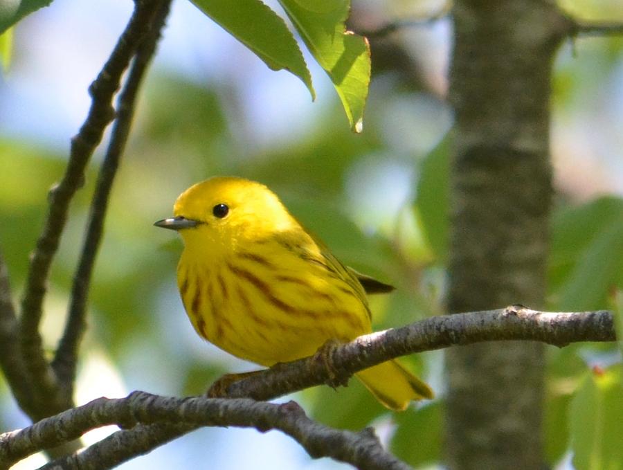 Warbler Photograph - Yellow Warbler by Judd Nathan