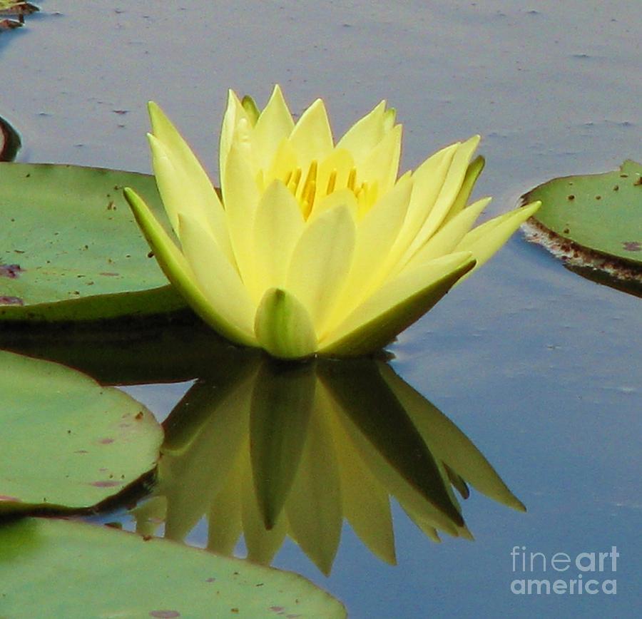 Water Lily Photograph - Yellow Water Lily by Michele Penner