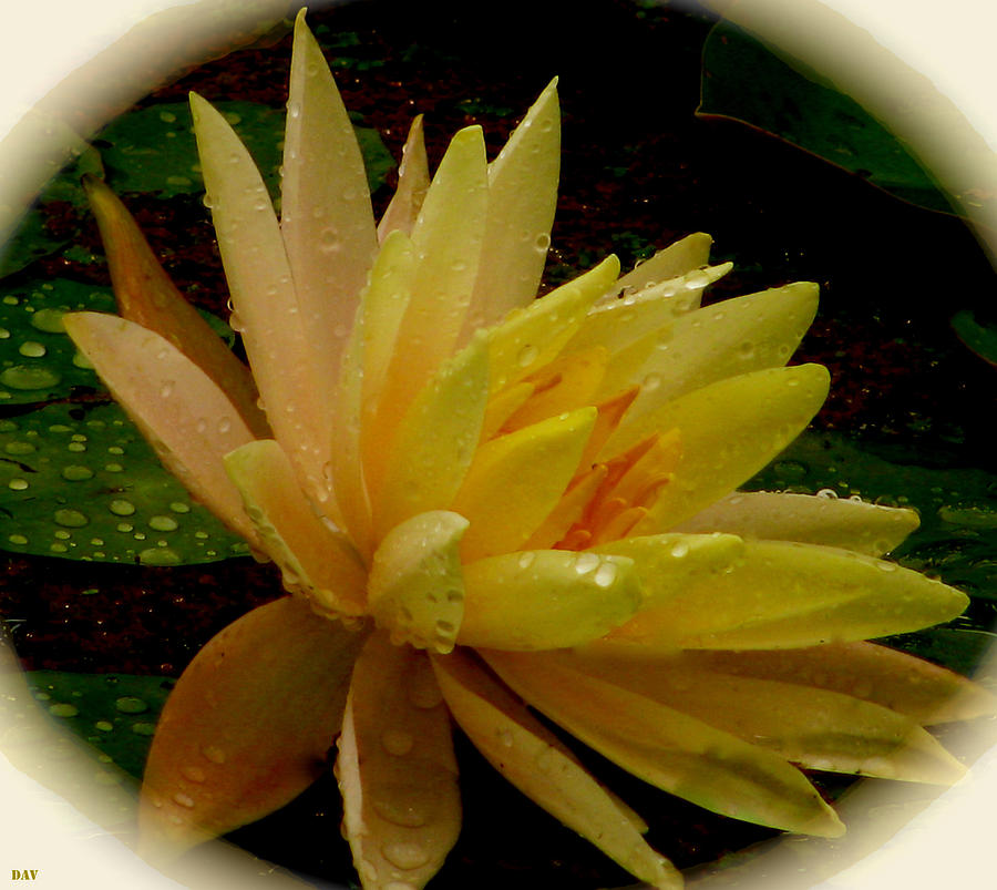 Lily Photograph - Yellow Waterlily Macro by Debra     Vatalaro