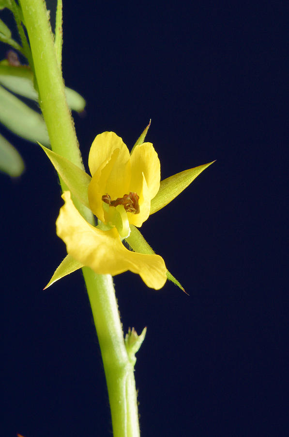 Yellow Weed Flower Photograph by Gregory Scott