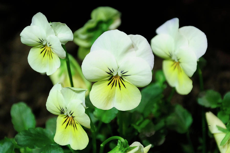 Yellow White Pansy Photograph by Mark Valentine