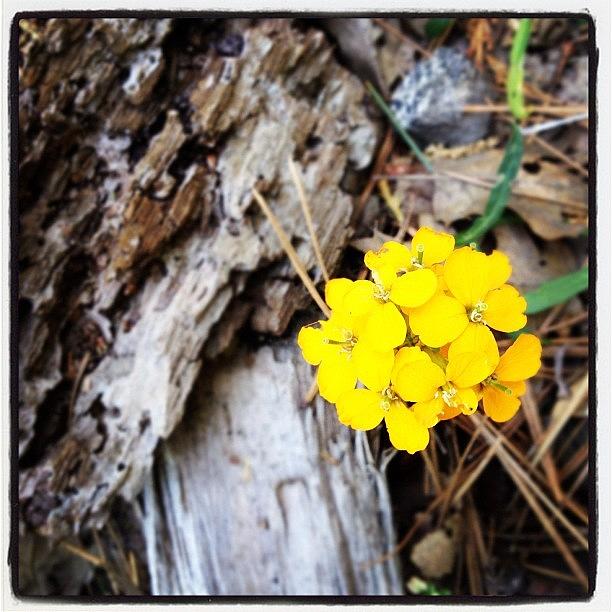 Nature Photograph - Yellow Wild Flower by Rhiannon Mim