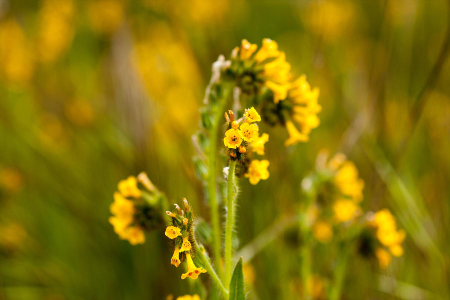 Yellow Wildflower Photograph by Dina Calvarese