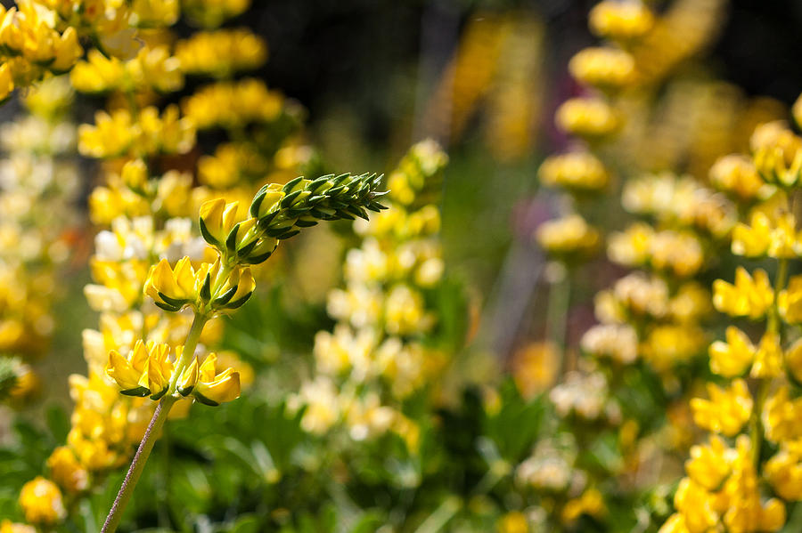 Yellow Wildflower Lupine Photograph by Dina Calvarese