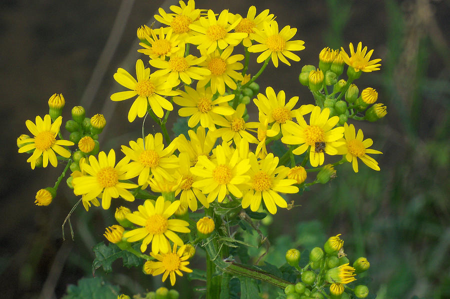 Yellow wildflowers Photograph by B L Hickman