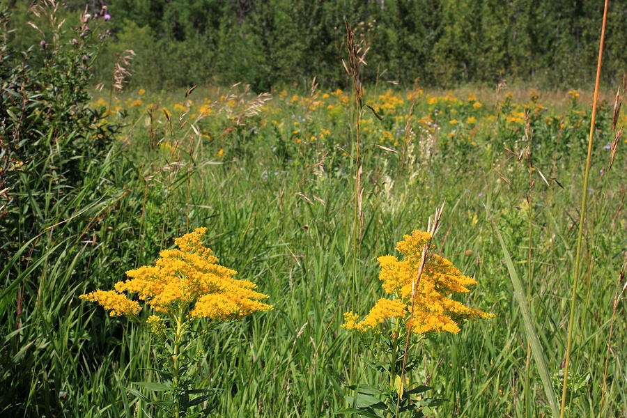 Yellow wildflowers in a meadow Photograph by Jim Sauchyn