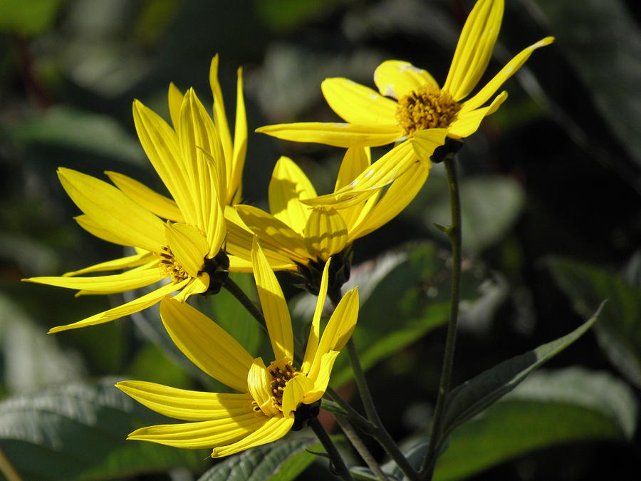 Yellow Photograph - Yellow Wildflowers by Karen Jordan Yellow Photograph - Yellow Wildflowers by Karen Jordan