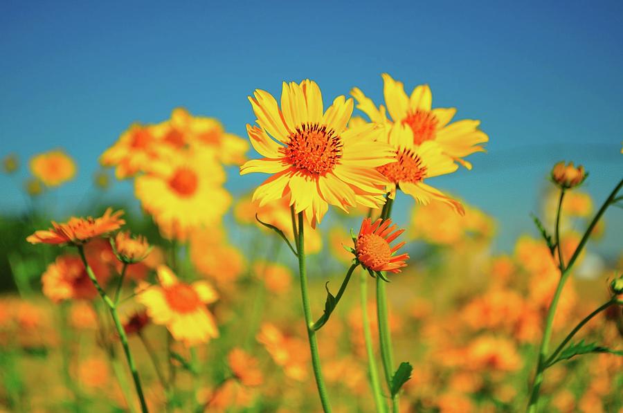 Yellow Wildflowers Photograph by Sandy L. Kirkner