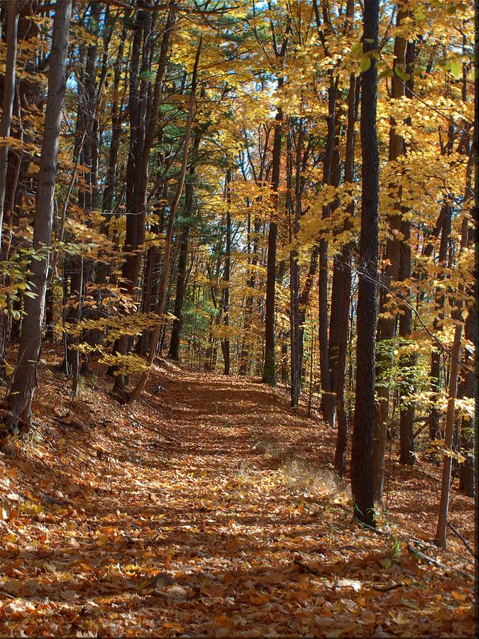 Fall Photograph - Yellow Wood Five by Joshua House