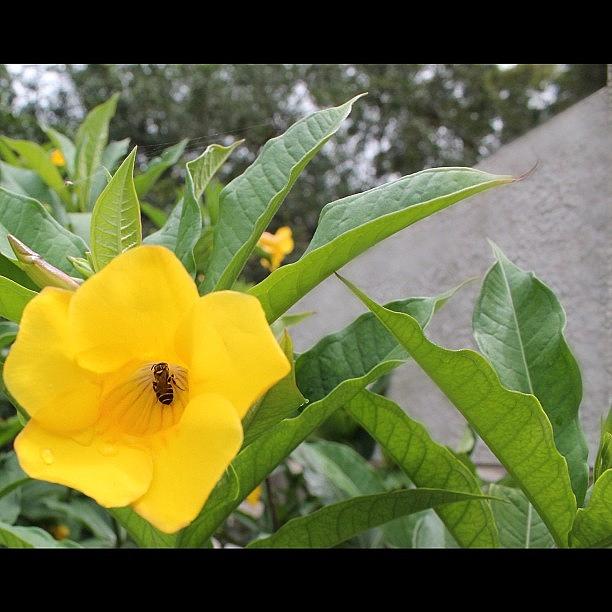 Flowers Still Life Photograph - #yellow#bee #flower #china #quanzhou by Anthony Wang