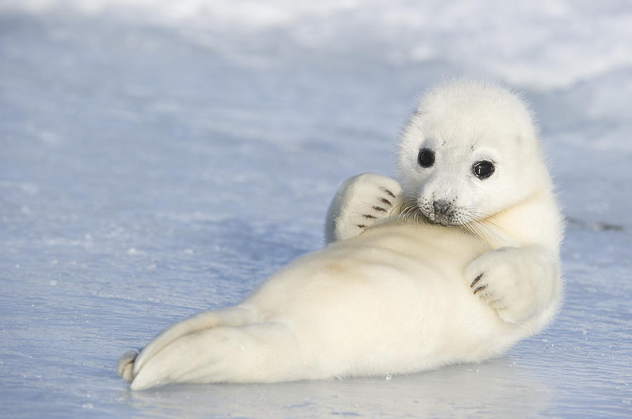 Yellowcoat Harp Seal Pup Photograph by Daisy Gilardini