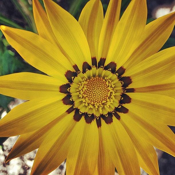Nature Photograph - #yellowflowers #yellow #garden by Angie Ocker