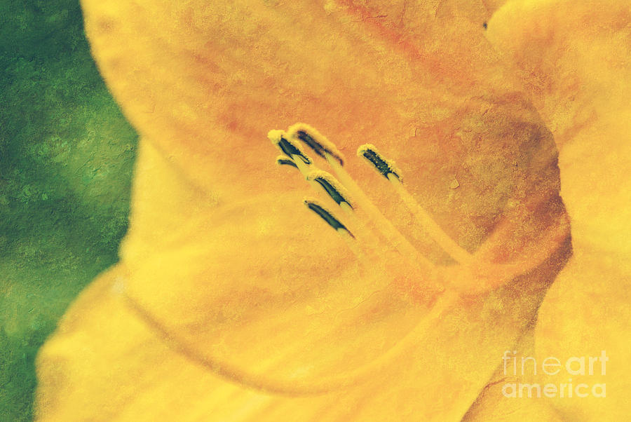 Yellows - textured Photograph by Aimelle Ml