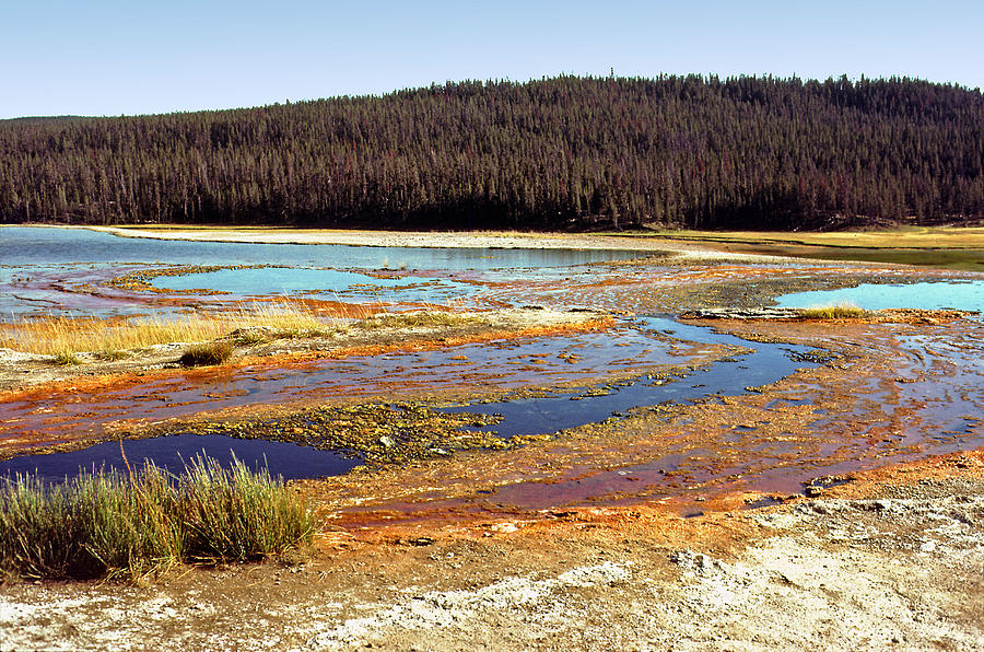 Yellowstone - coloured algae Photograph by Rod Jones