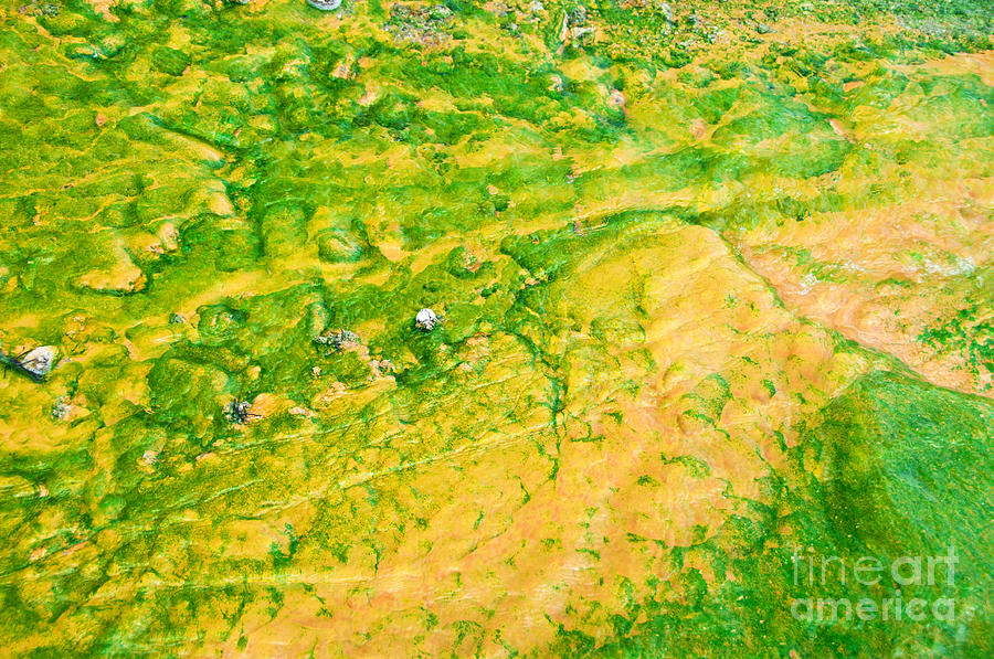 Yellowstone Abstract 1 Photograph by Bob and Nancy Kendrick