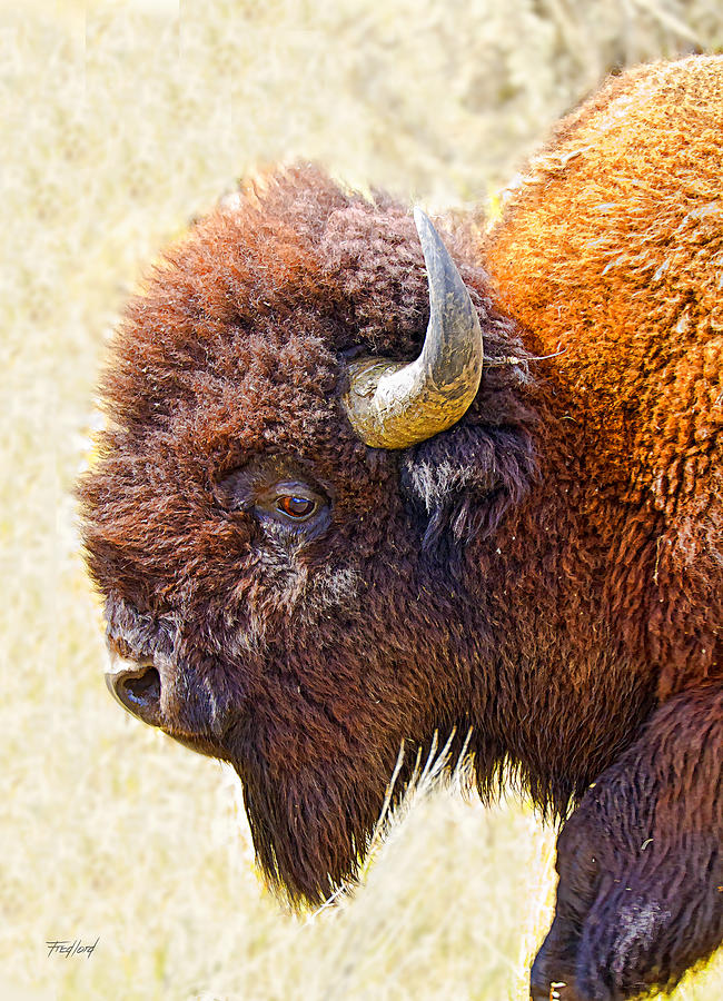 Yellowstone American Bison Photograph by Fred J Lord