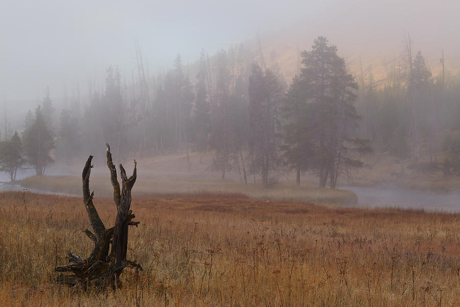 Yellowstone at dawn Photograph by Johan Elzenga