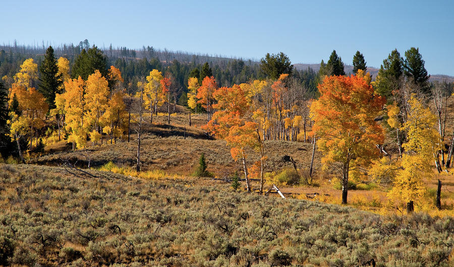 Yellowstone Autumn Photograph by Steve Stuller