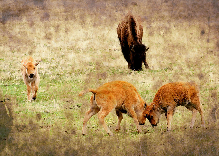 Yellowstone Bison Photograph by Ellen Heaverlo