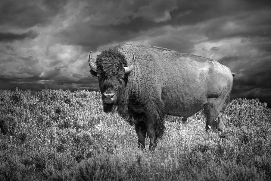Yellowstone National Park Photograph - Yellowstone Buffalo Bison in Black and White by Randall Nyhof