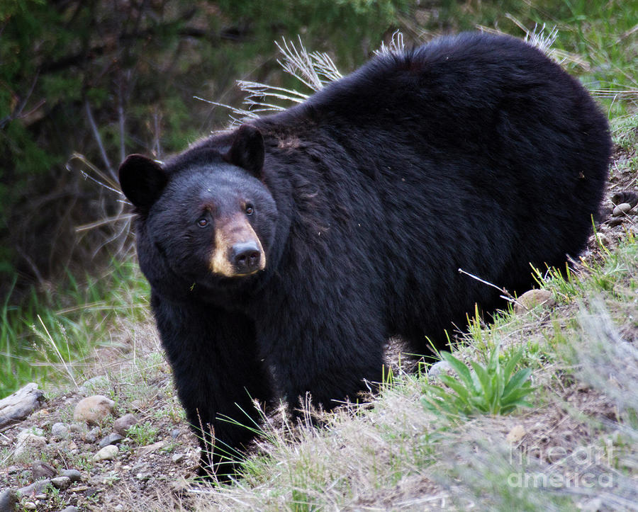 Yellowstone Black Bear Photograph by Carolyn Fox | Fine Art America