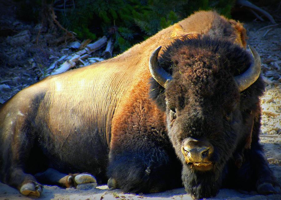 Yellowstone Buffalo Photograph by Lori Seaman