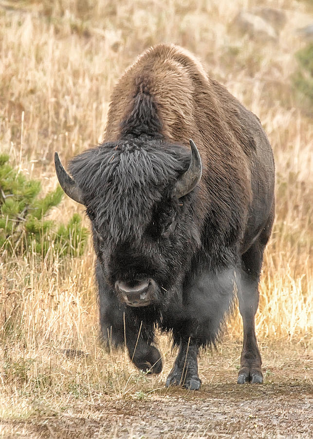 Yellowstone Buffalo Photograph by Wade Aiken