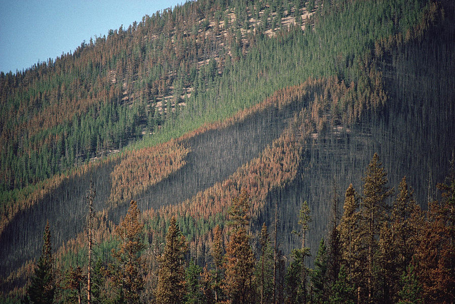 Yellowstone Fire, Path Of Forest Fire Photograph by Michael Quinton