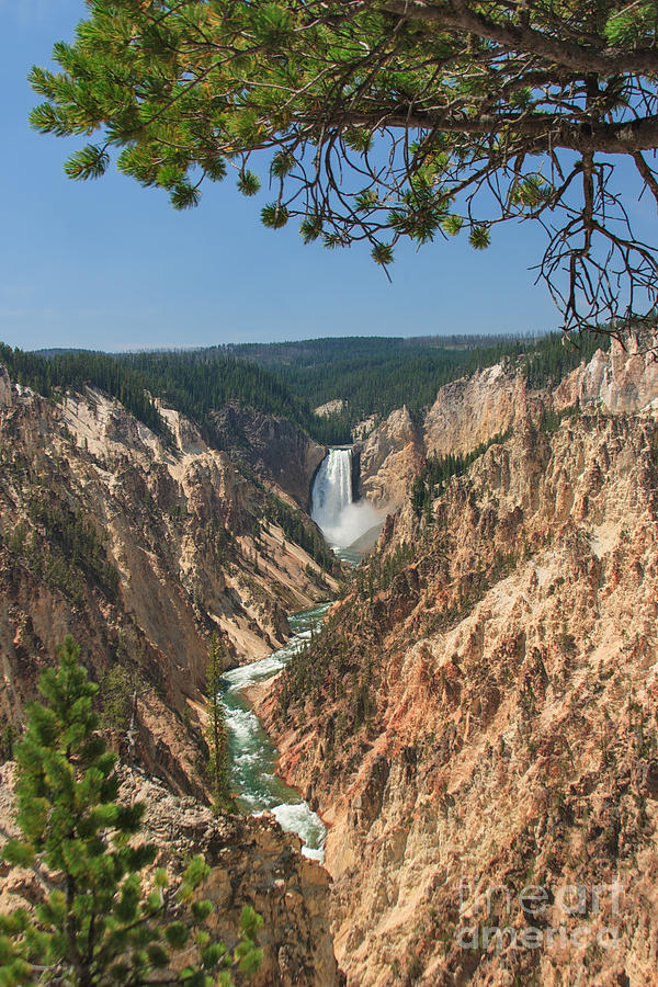 Yellowstone Lower Falls From Artist Point Photograph By Charles 