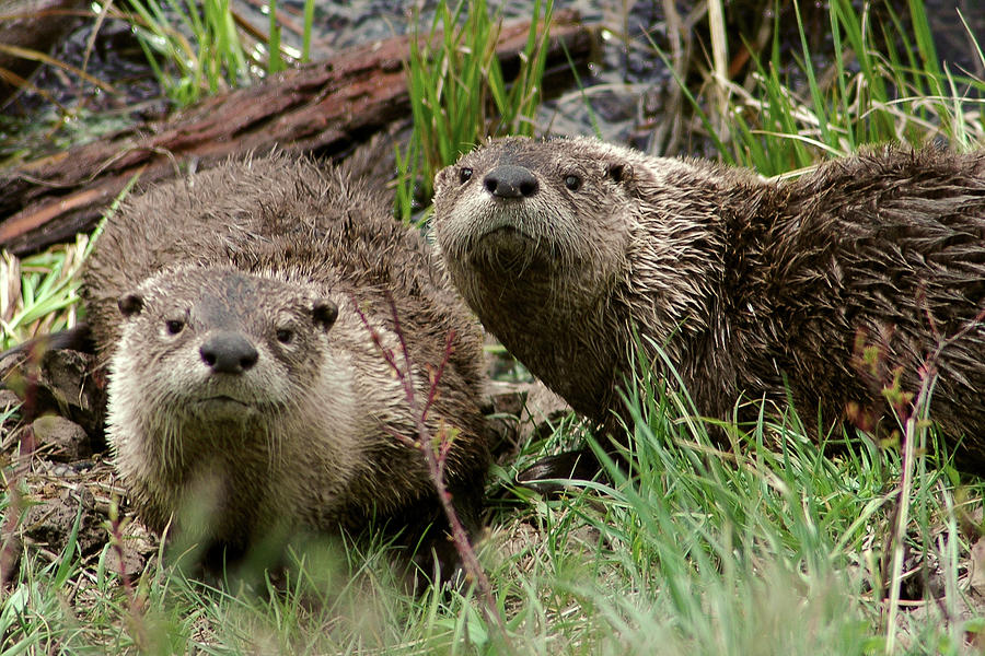 Yellowstone River Otters Photograph by Steve Stuller