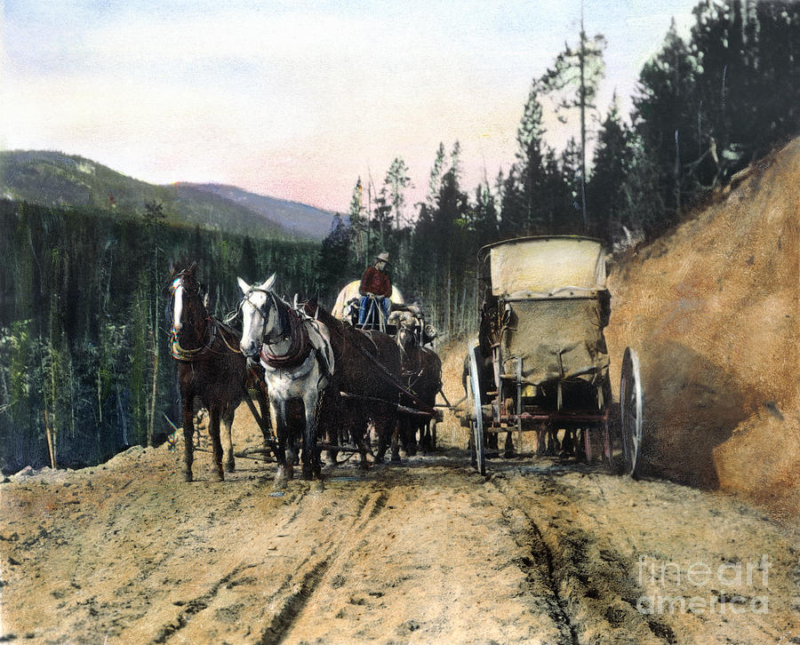 Yellowstone: Traffic Photograph by Granger