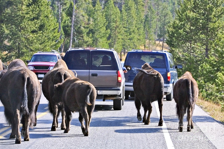 Yellowstone Traffic Jam Photograph by Carolyn Fox - Pixels