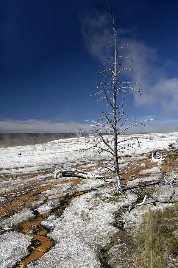 Yellowstone Tree Photograph by Geraldine Alexander
