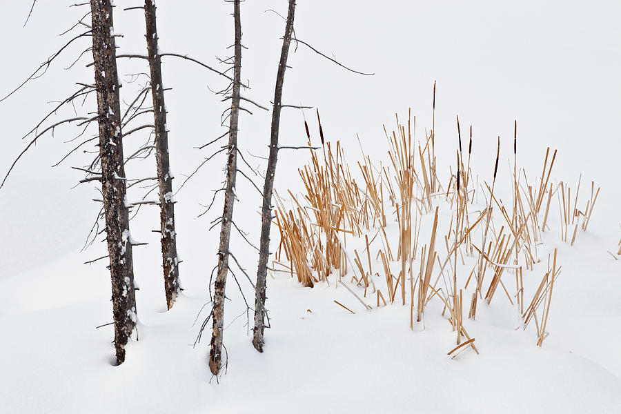 Yellowstone Winter Scene Photograph by D Robert Franz